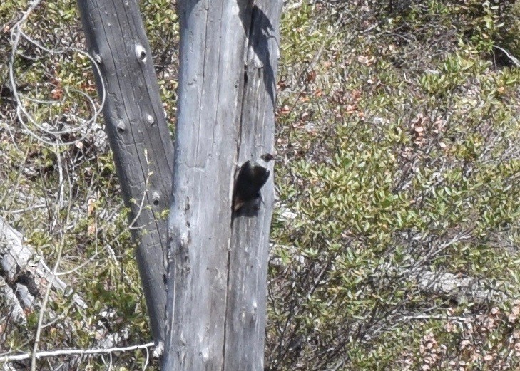 Lewis's Woodpecker - Shannon Donaldson