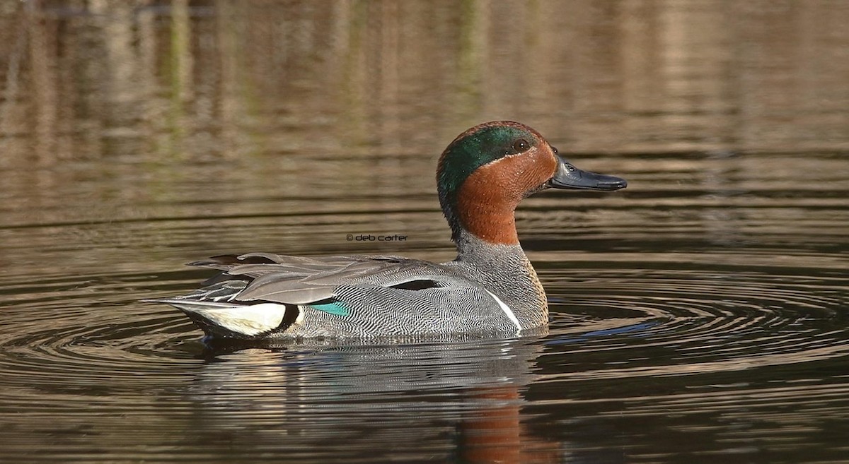 Green-winged Teal - ML336374591