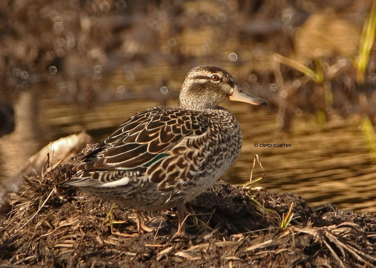Green-winged Teal - ML336374601