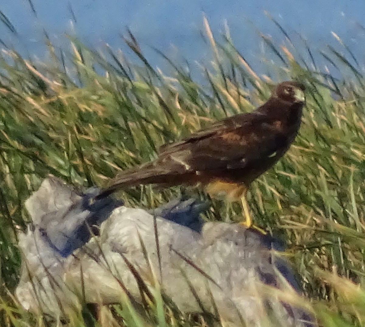 Northern Harrier - ML33637681