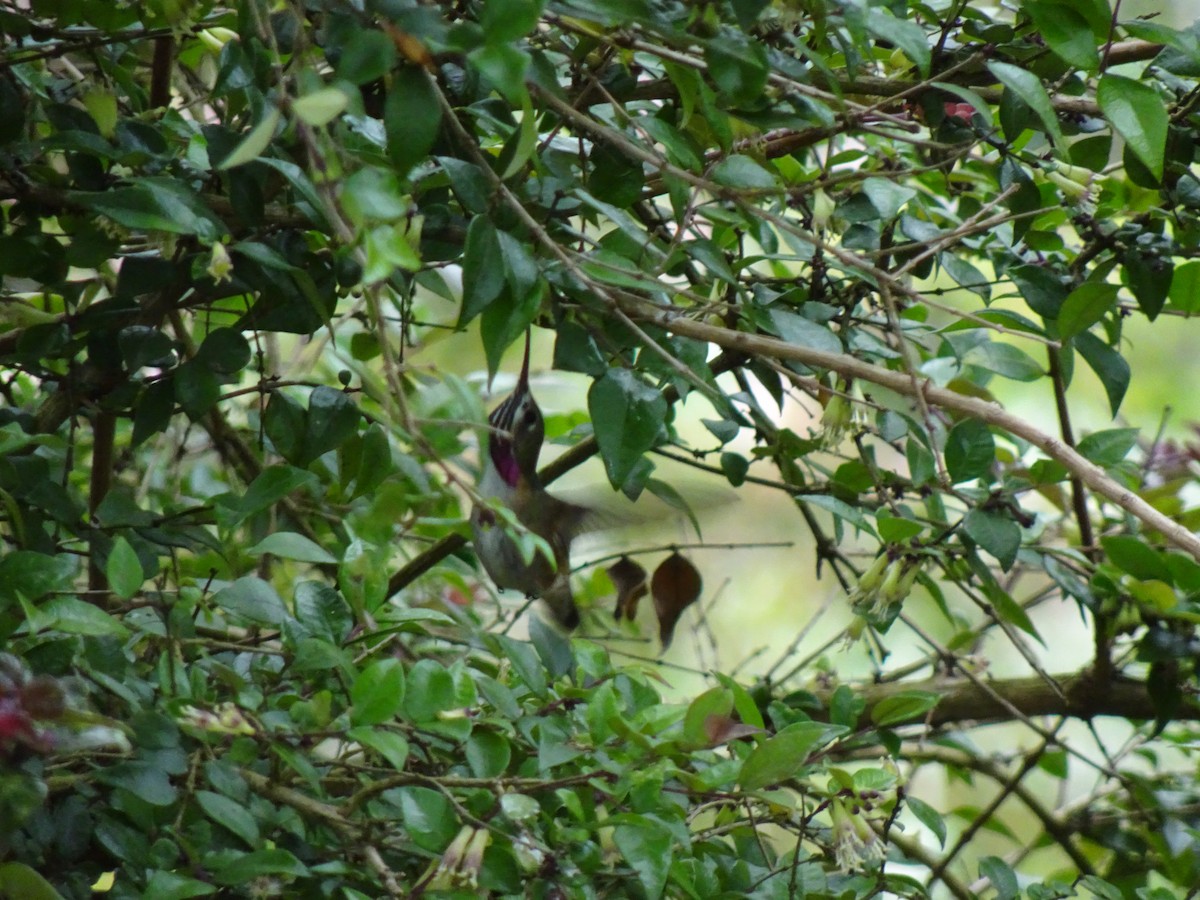 Calliope Hummingbird - ML336378751