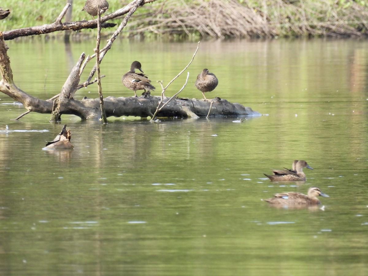 Pacific Black Duck - Mayumi Green