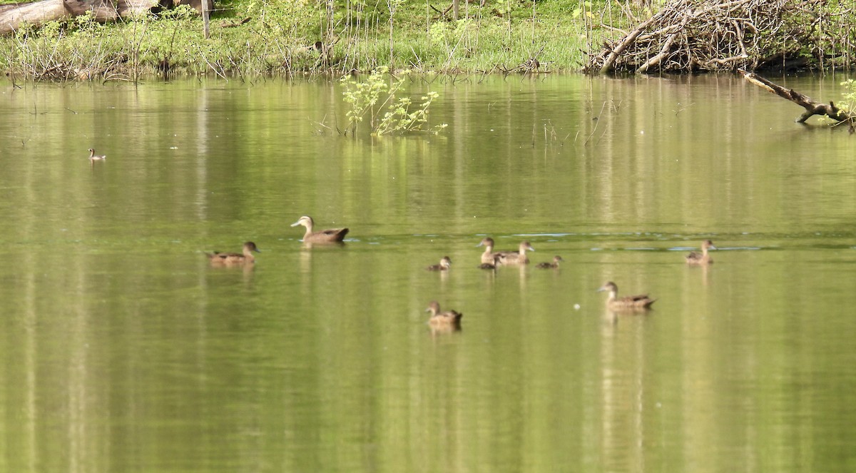 Pacific Black Duck - Mayumi Green