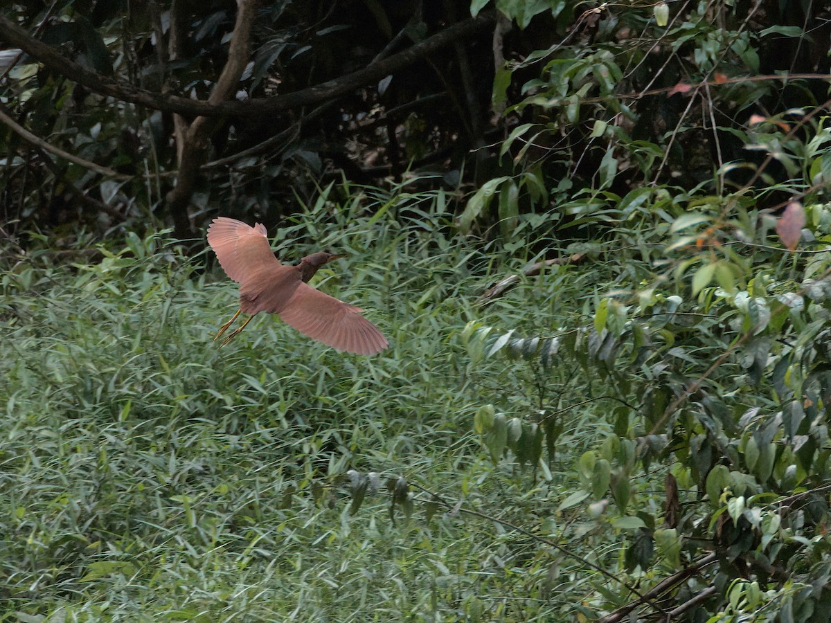 Cinnamon Bittern - ML336379951