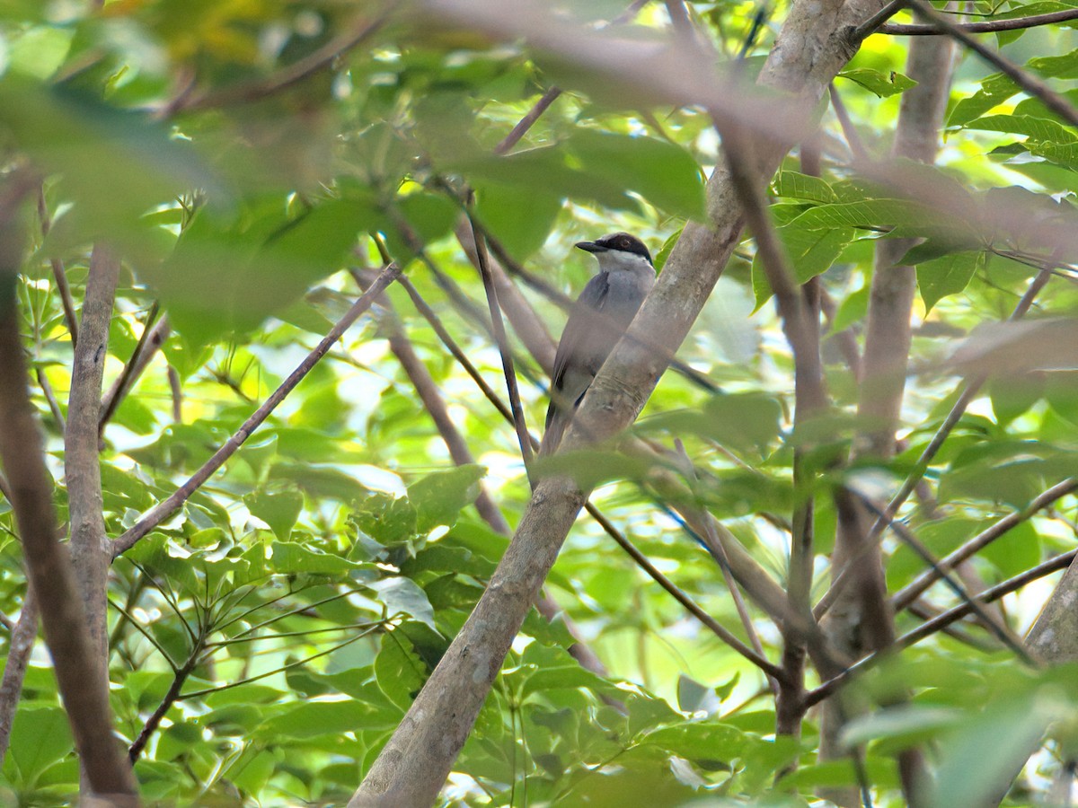 Large Woodshrike - ML336380001