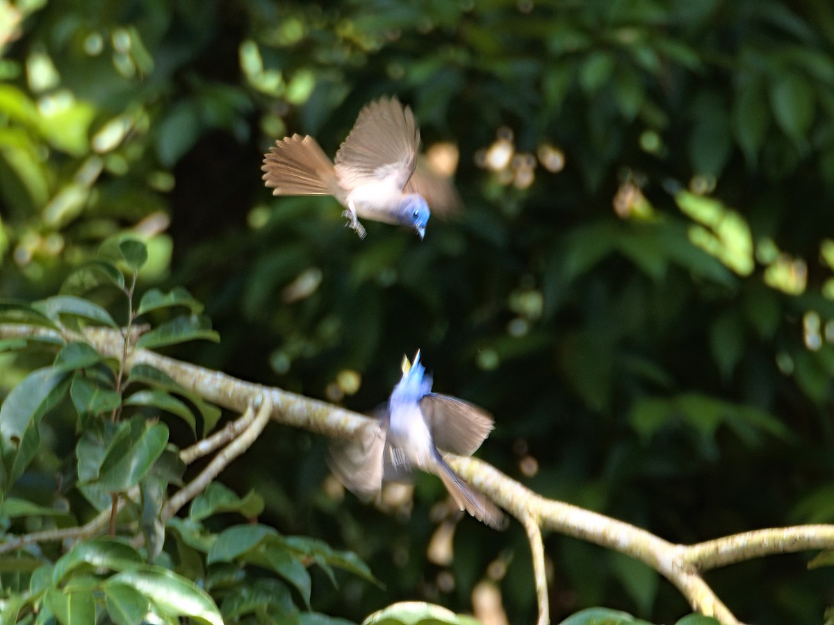 Black-naped Monarch - ML336380021