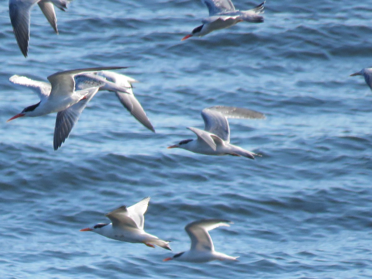 Elegant Tern - ML33638261