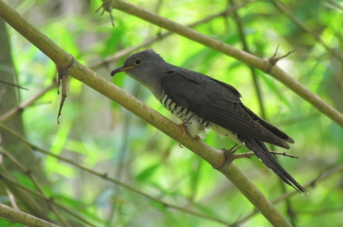 Lesser Cuckoo - ML336382651