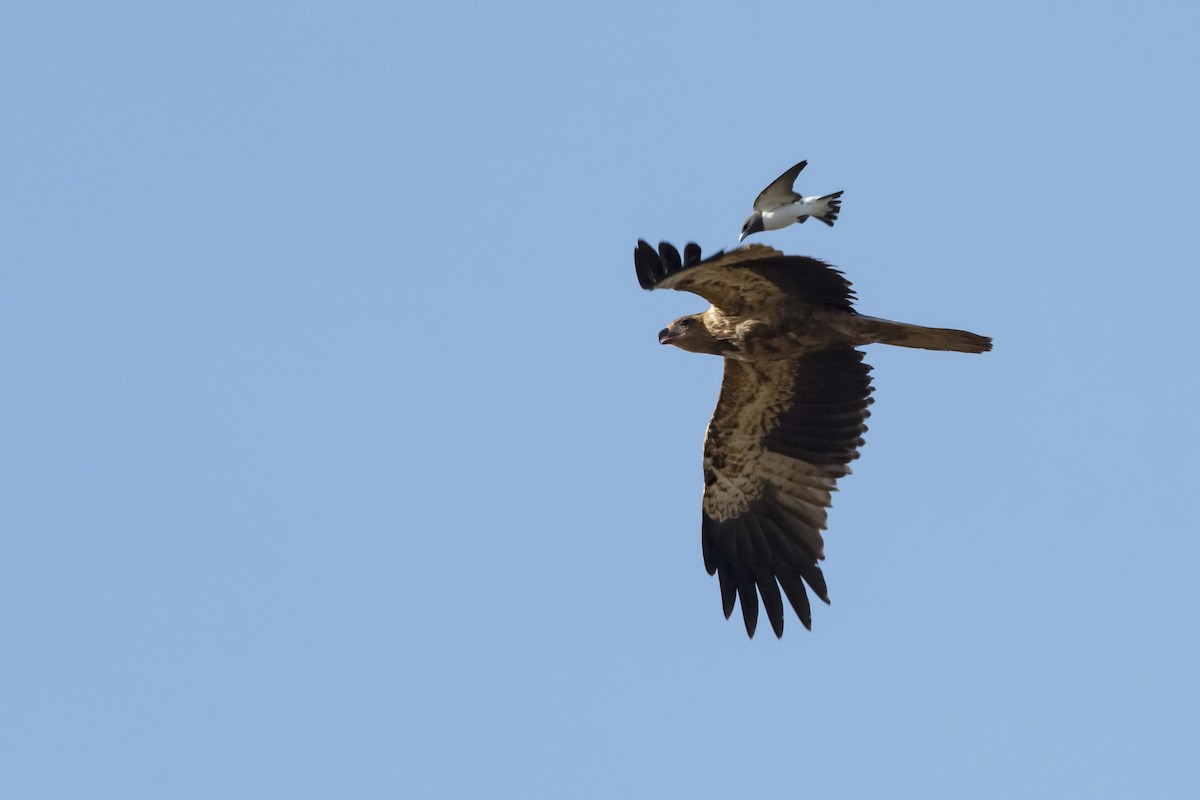 Whistling Kite - ML336383011