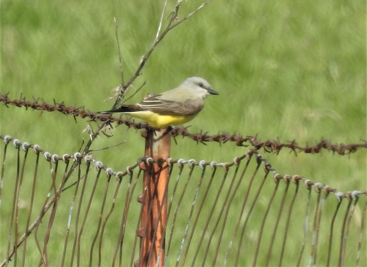 Western Kingbird - Paul McKenzie
