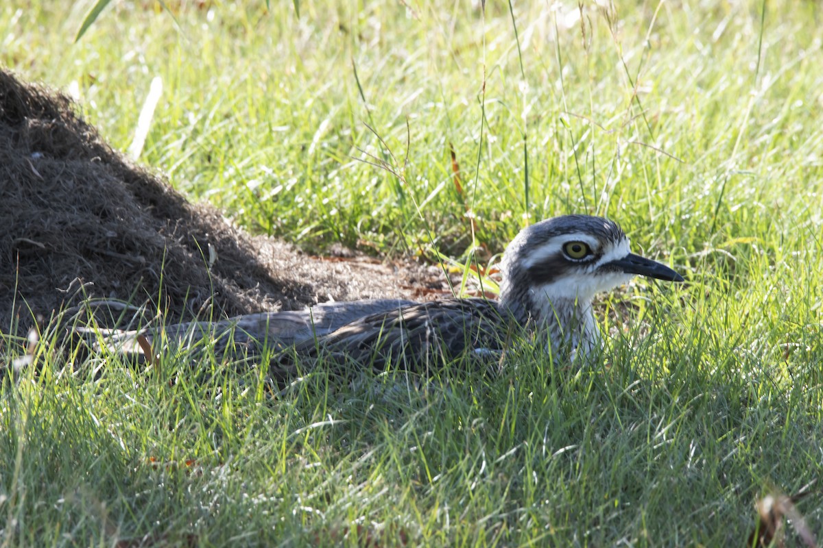 Bush Thick-knee - ML336384191