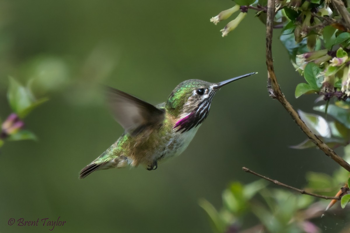 Calliope Hummingbird - ML336388251