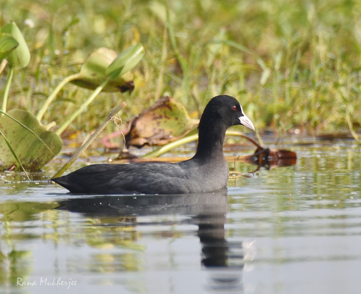 Eurasian Coot - ML336388441