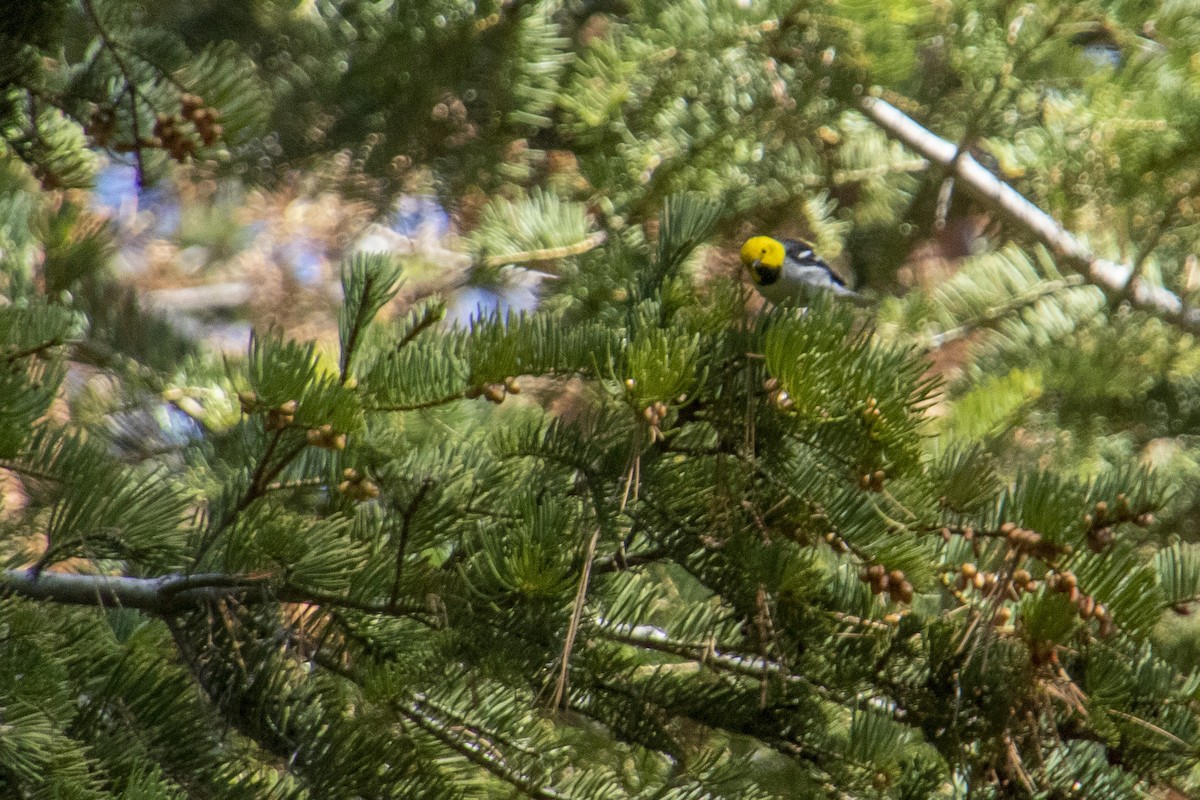 Hermit Warbler - ML336391751