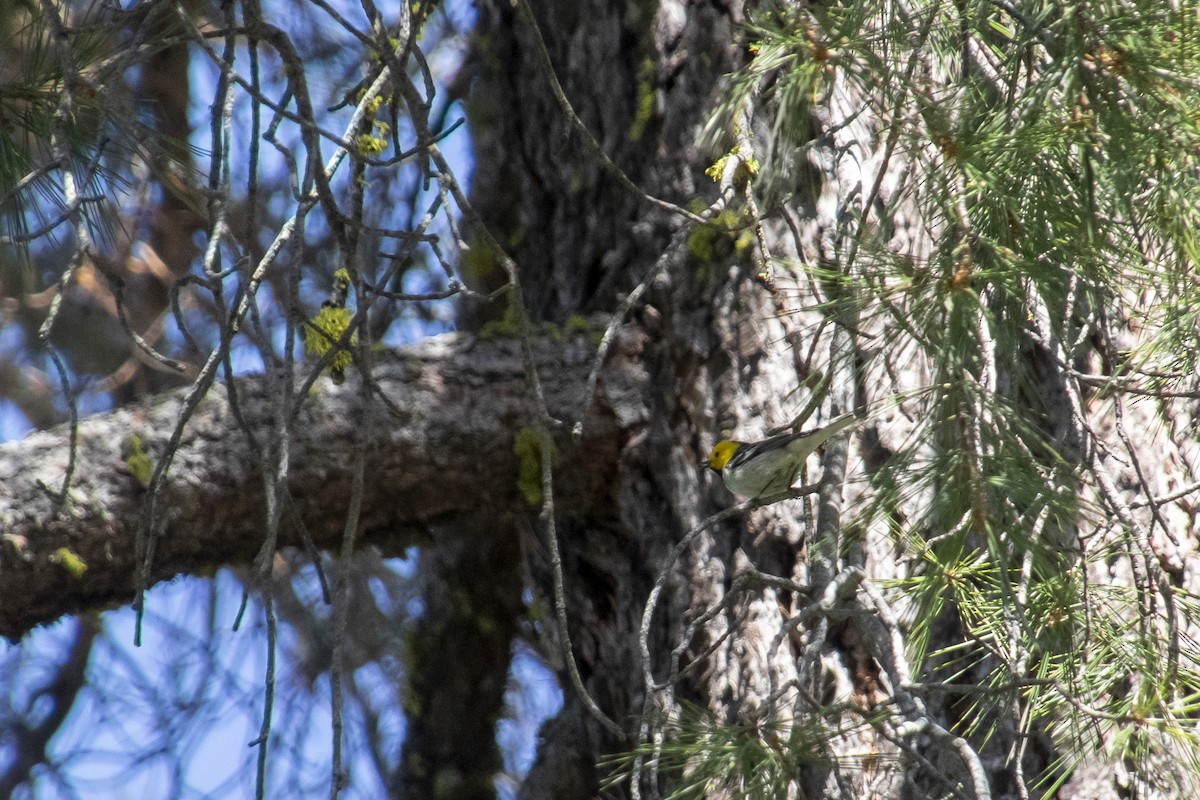 Hermit Warbler - ML336391801