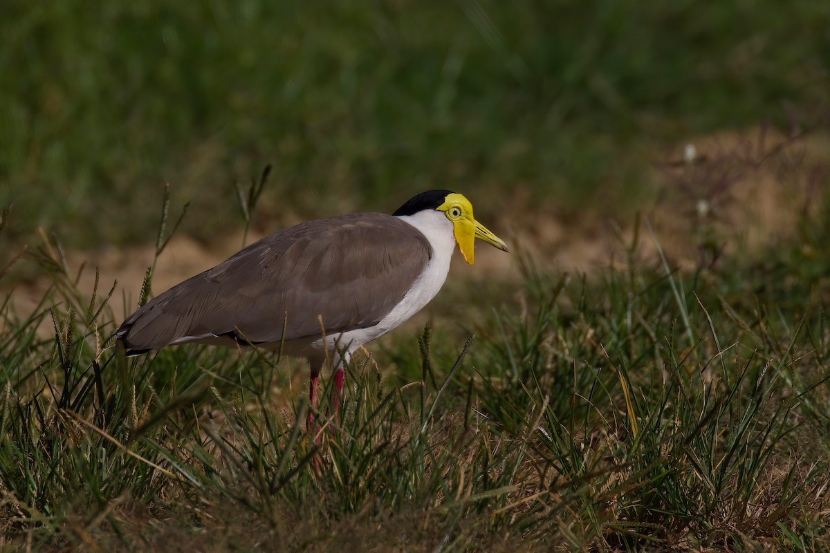 Masked Lapwing - Dennis Devers