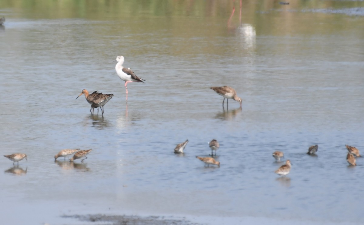 Black-tailed Godwit - ML336393011