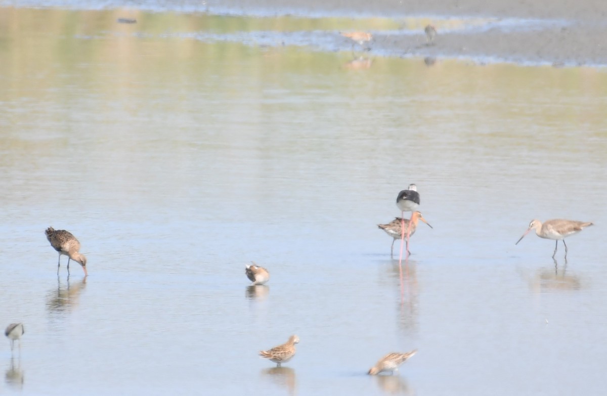 Black-tailed Godwit - ML336393021