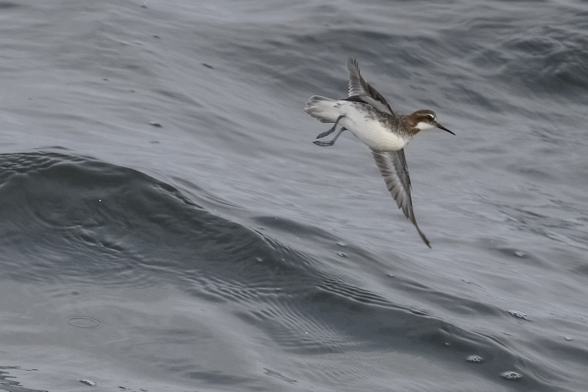 Phalarope à bec étroit - ML336393871