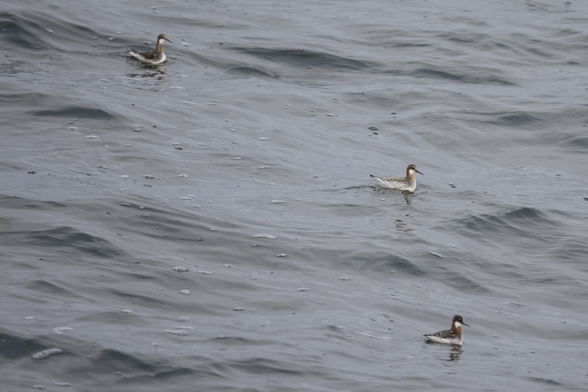 Red-necked Phalarope - ML336393891