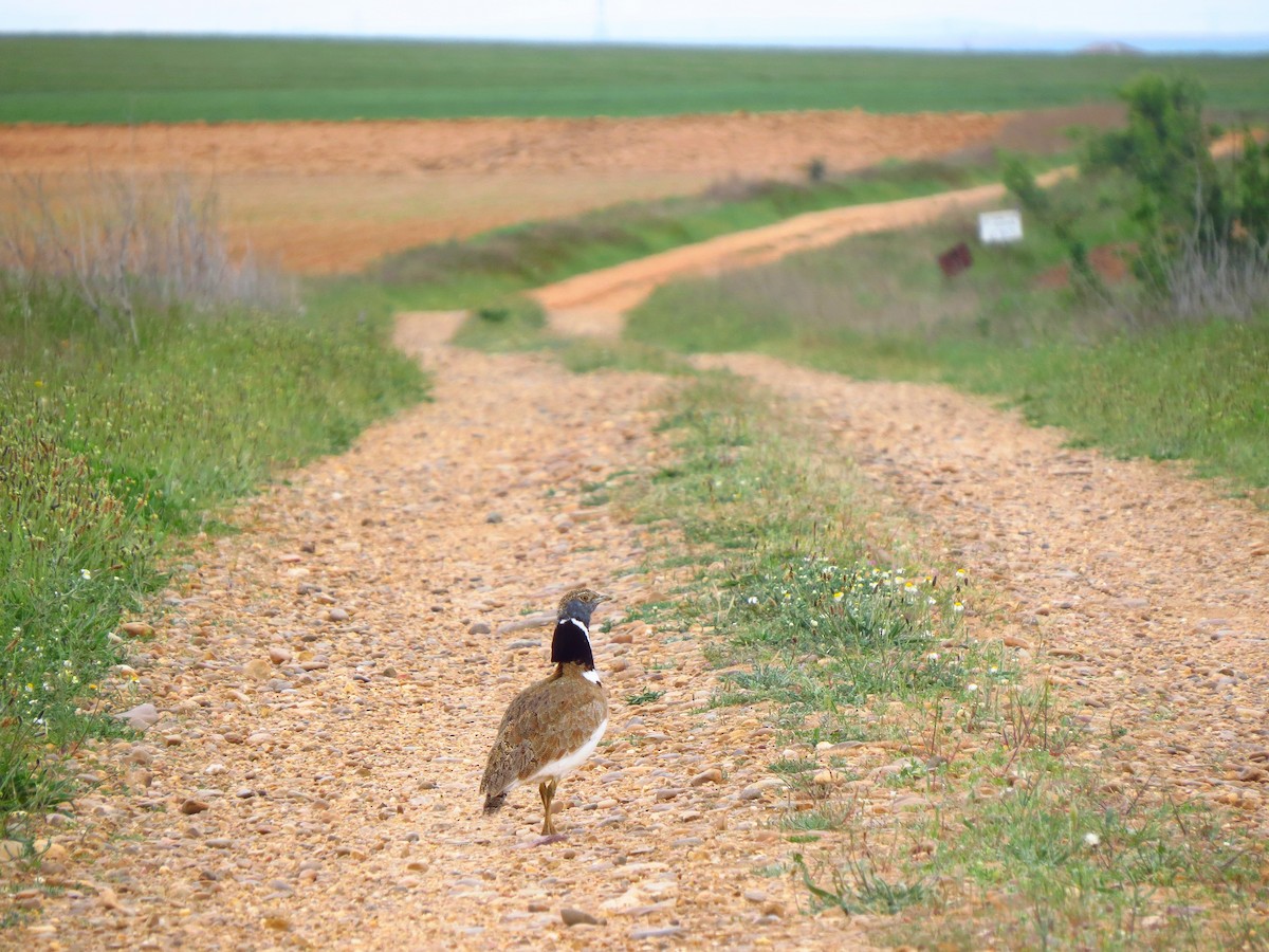 Little Bustard - ML336393971