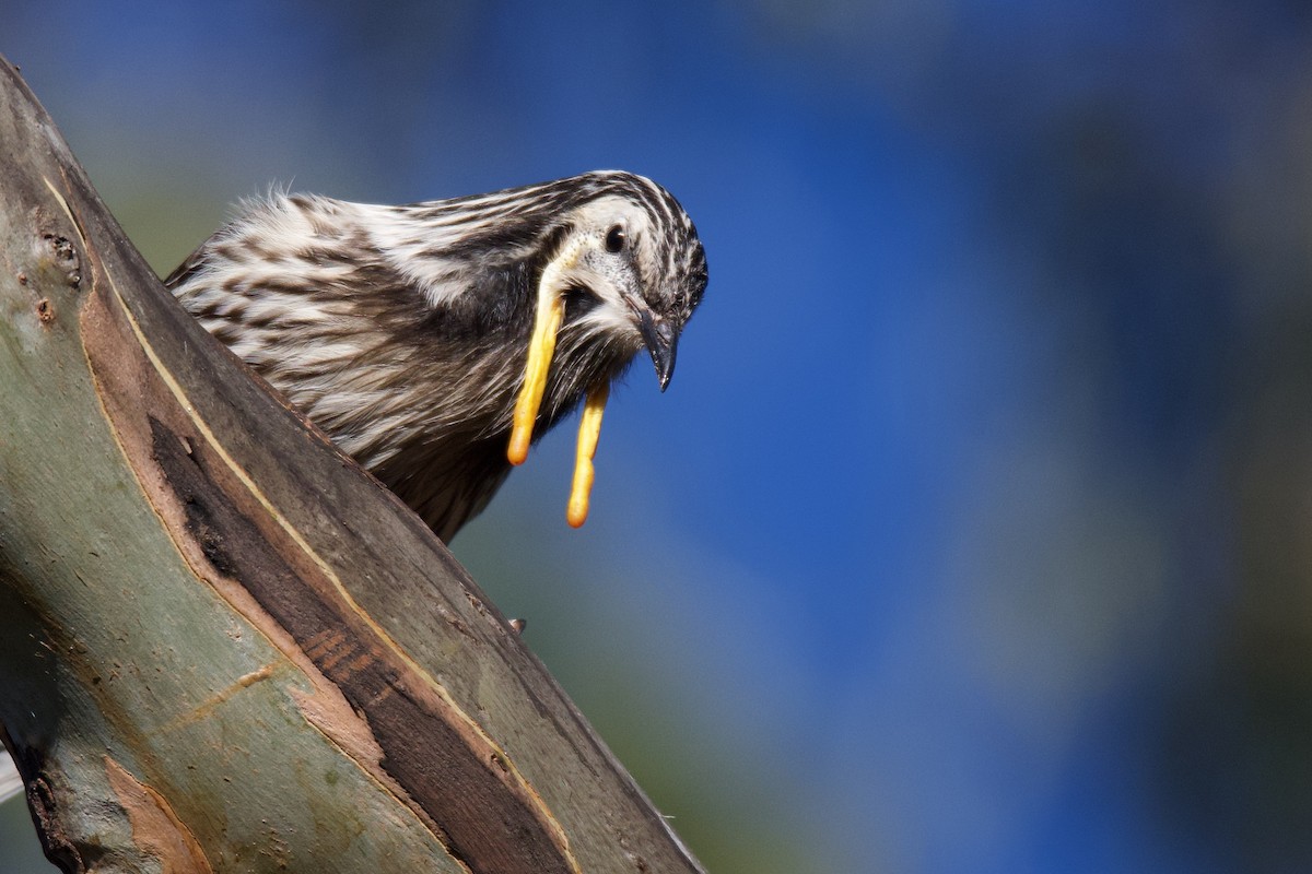 Yellow Wattlebird - ML336394531