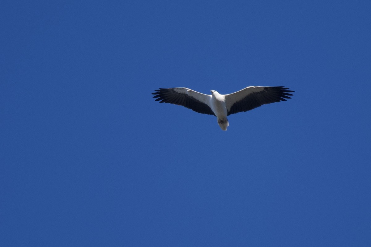 White-bellied Sea-Eagle - ML336394591