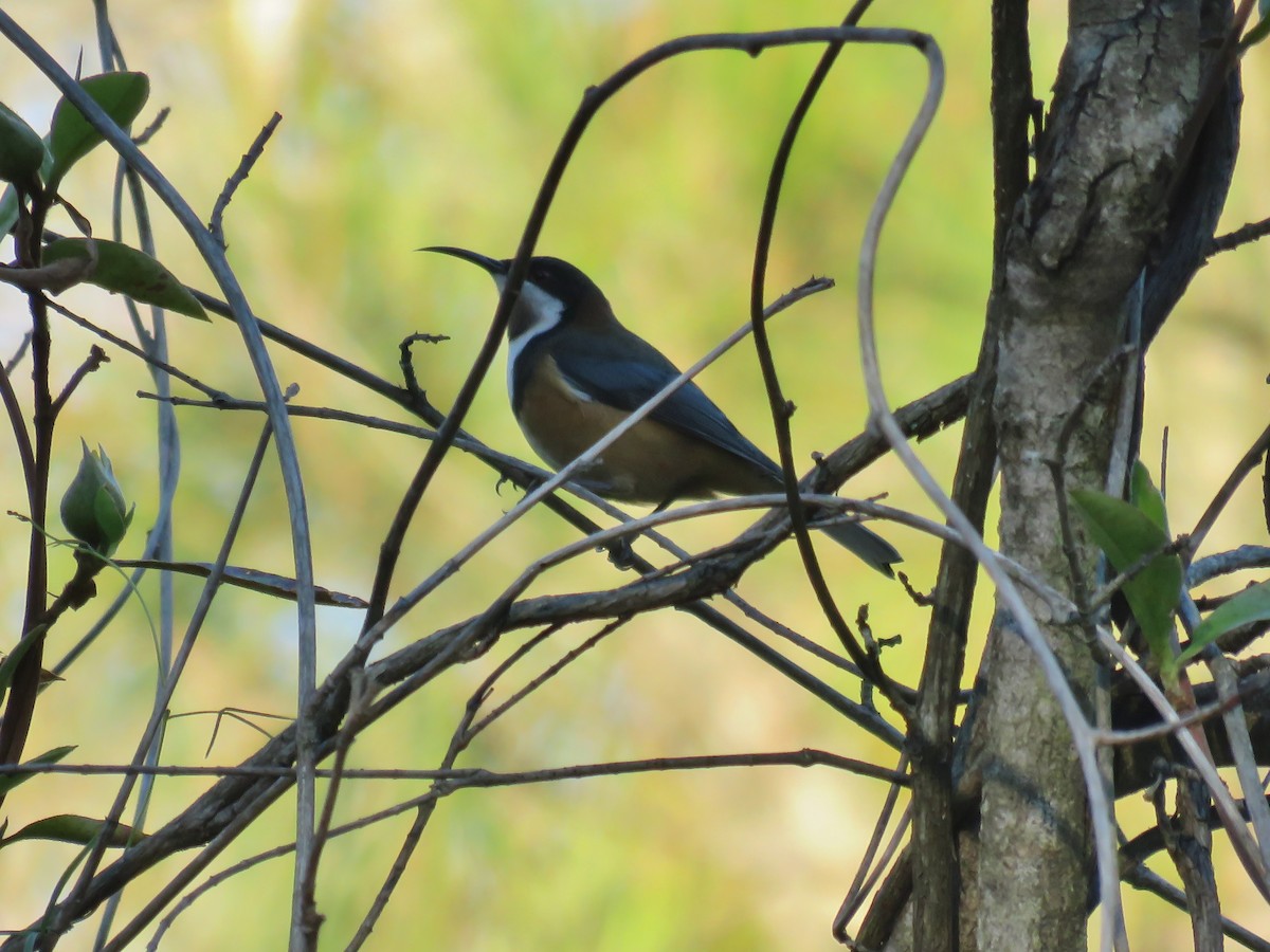 Eastern Spinebill - ML336394601