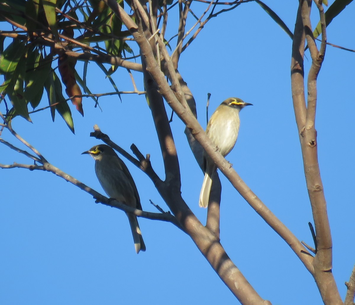 Yellow-faced Honeyeater - ML336394611