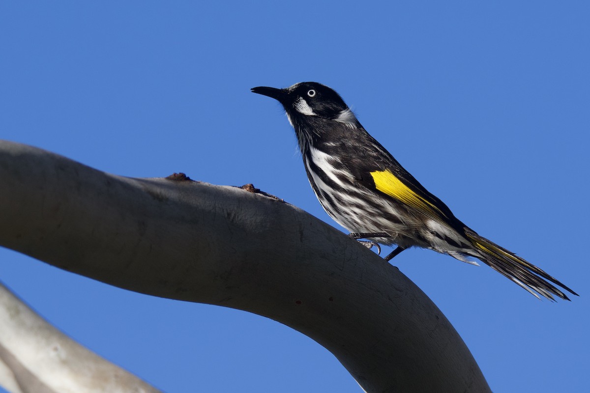 New Holland Honeyeater - ML336394641