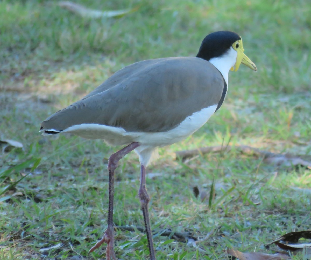 Masked Lapwing - ML336394721