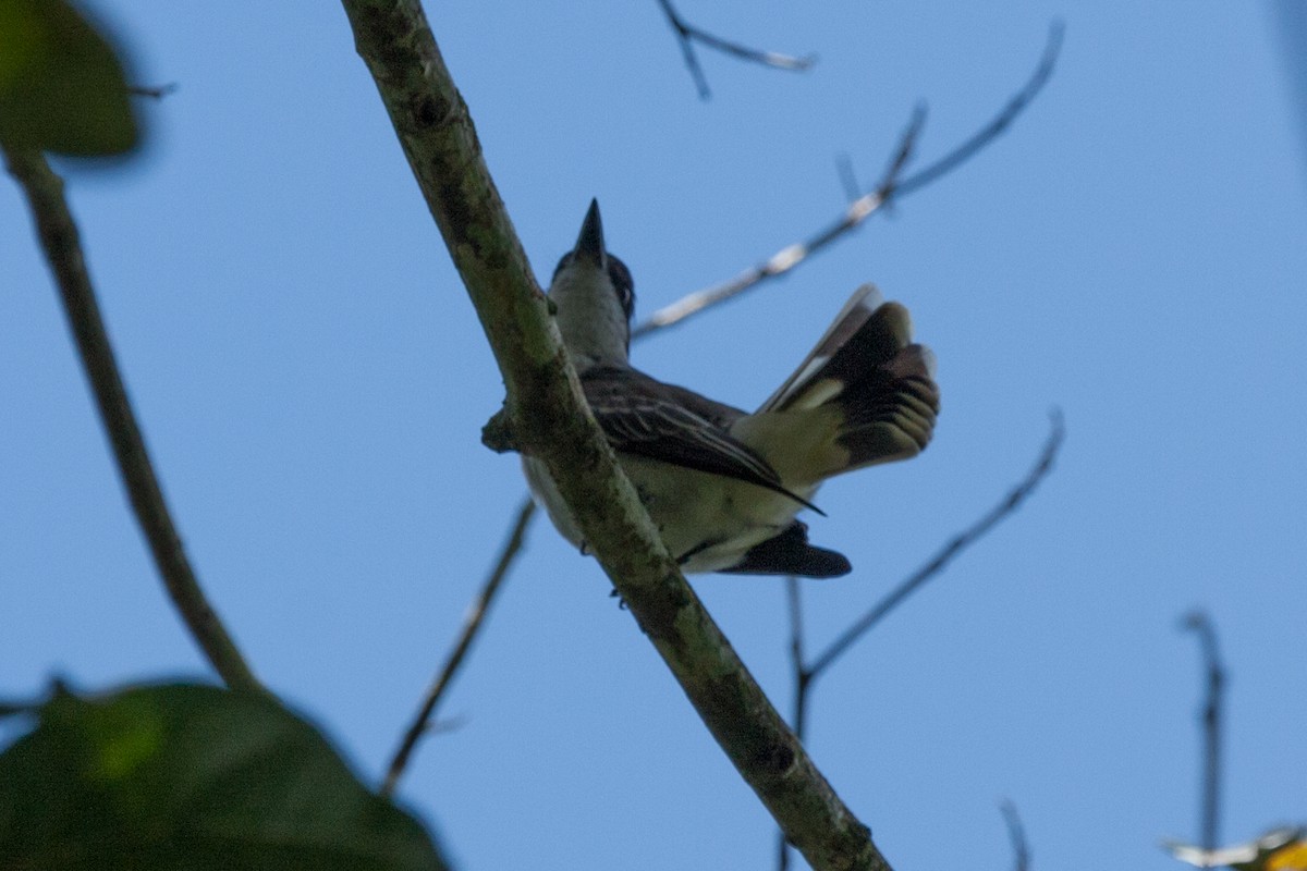 Loggerhead Kingbird - ML336395921