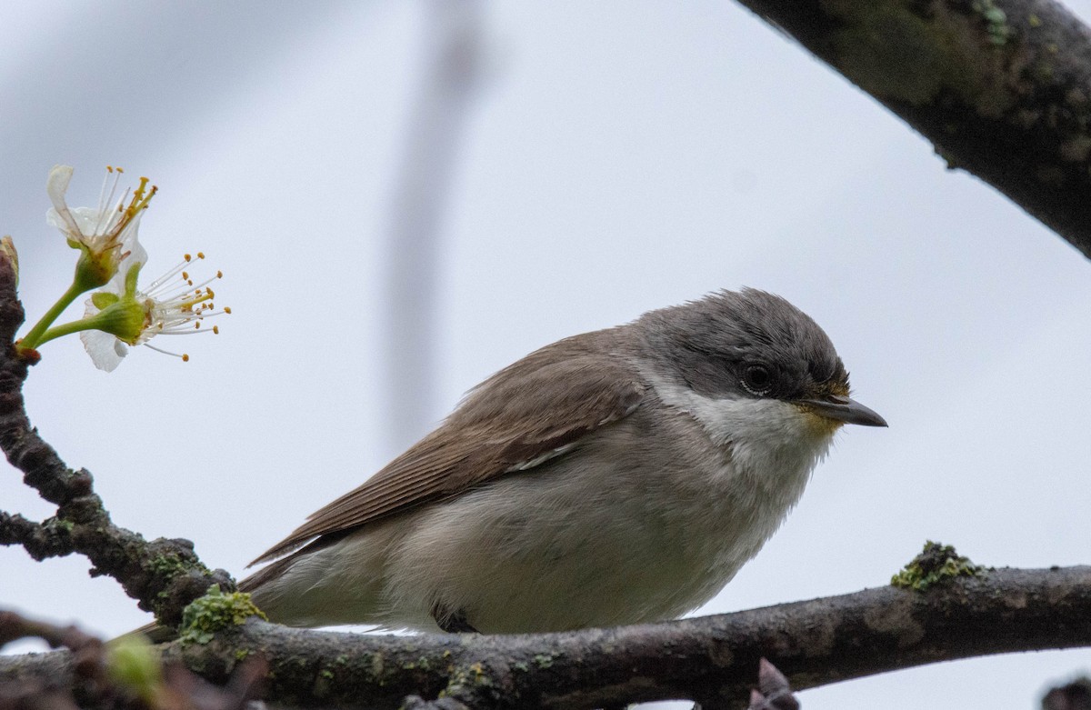 Lesser Whitethroat - ML336396571