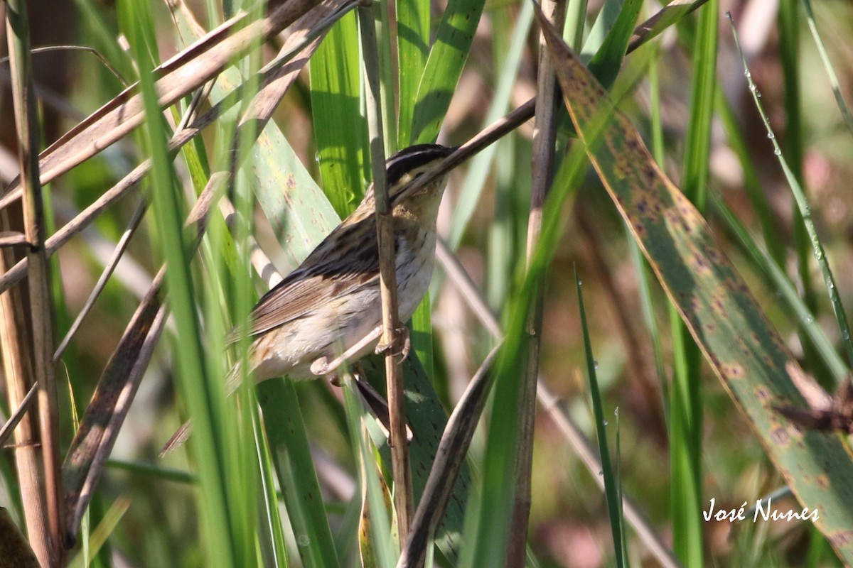 Aquatic Warbler - ML336397121