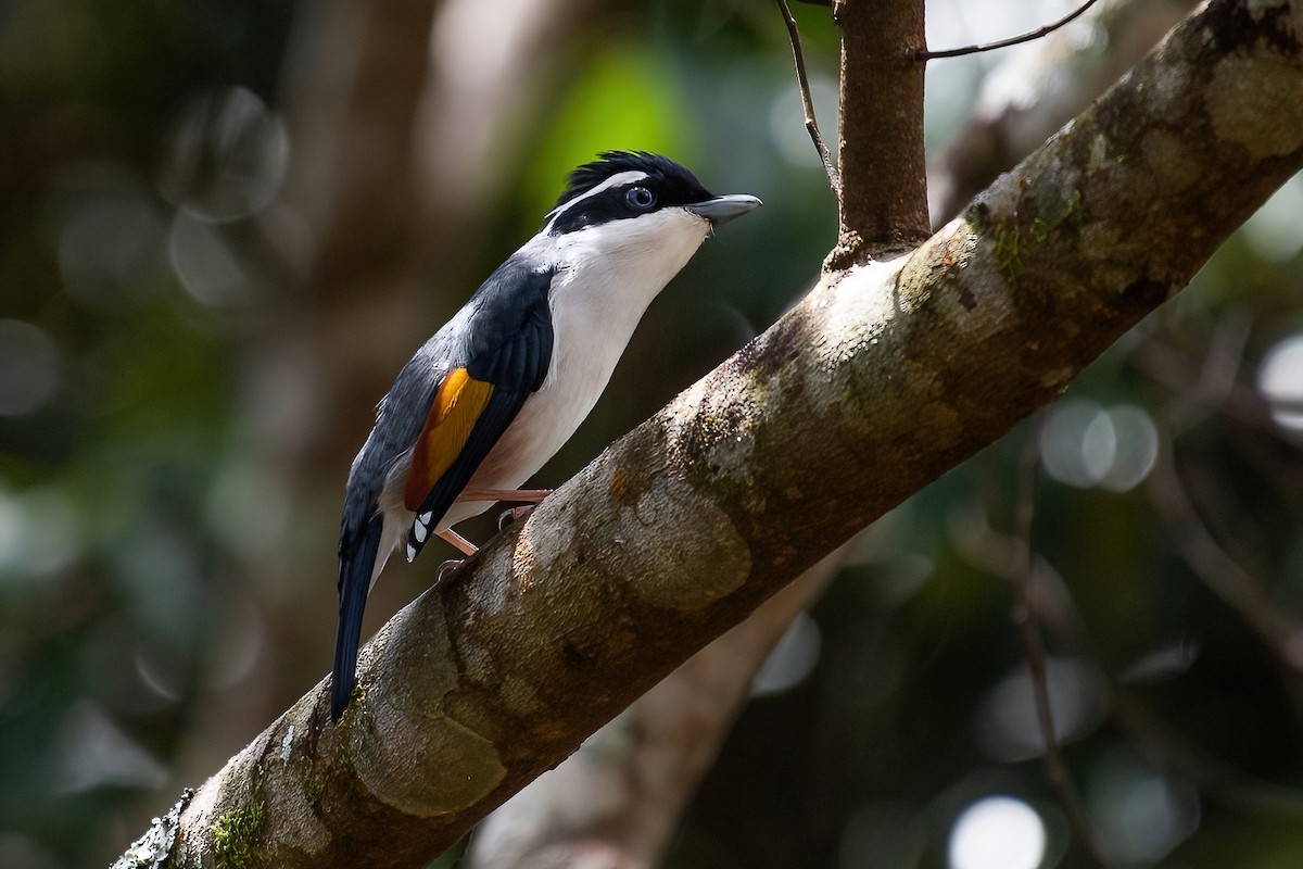 White-browed Shrike-Babbler (Dalat) - Ngoc Sam Thuong Dang