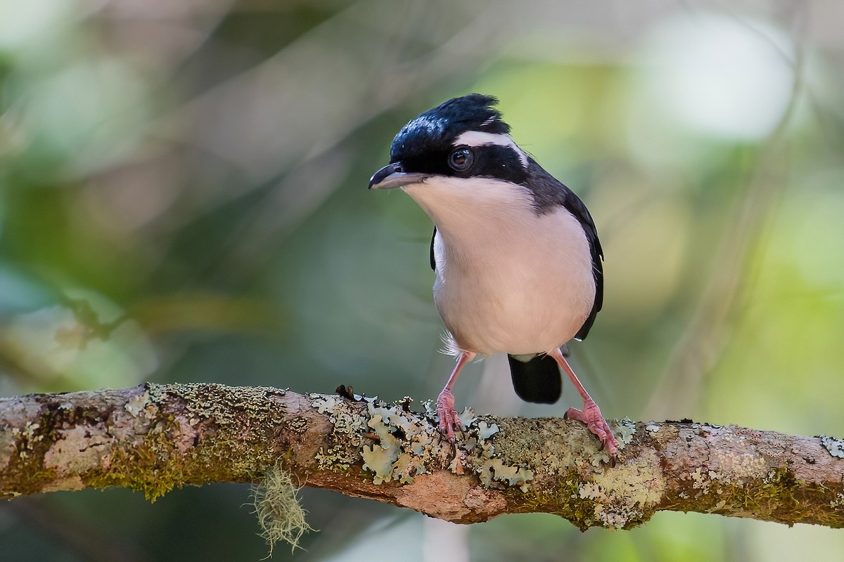 White-browed Shrike-Babbler (Dalat) - Ngoc Sam Thuong Dang