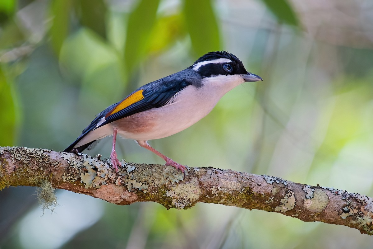 White-browed Shrike-Babbler (Dalat) - Ngoc Sam Thuong Dang