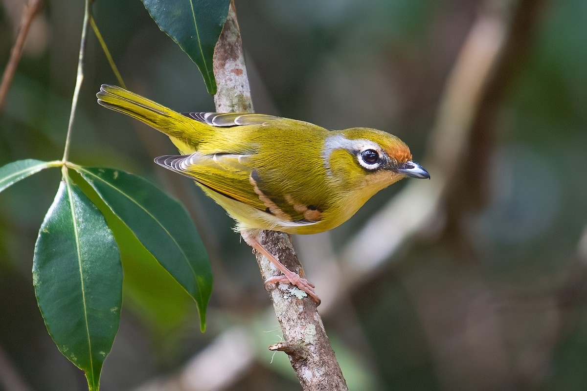 Clicking Shrike-Babbler - Ngoc Sam Thuong Dang