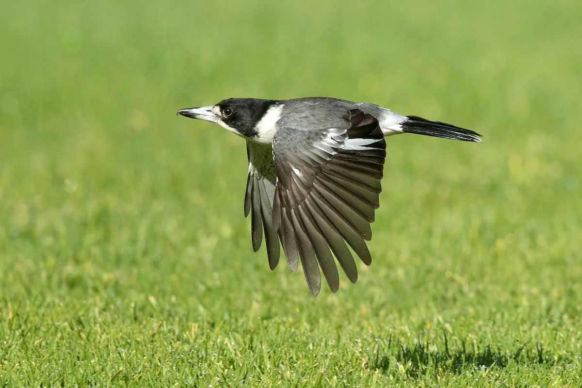 Gray Butcherbird - ML336399111