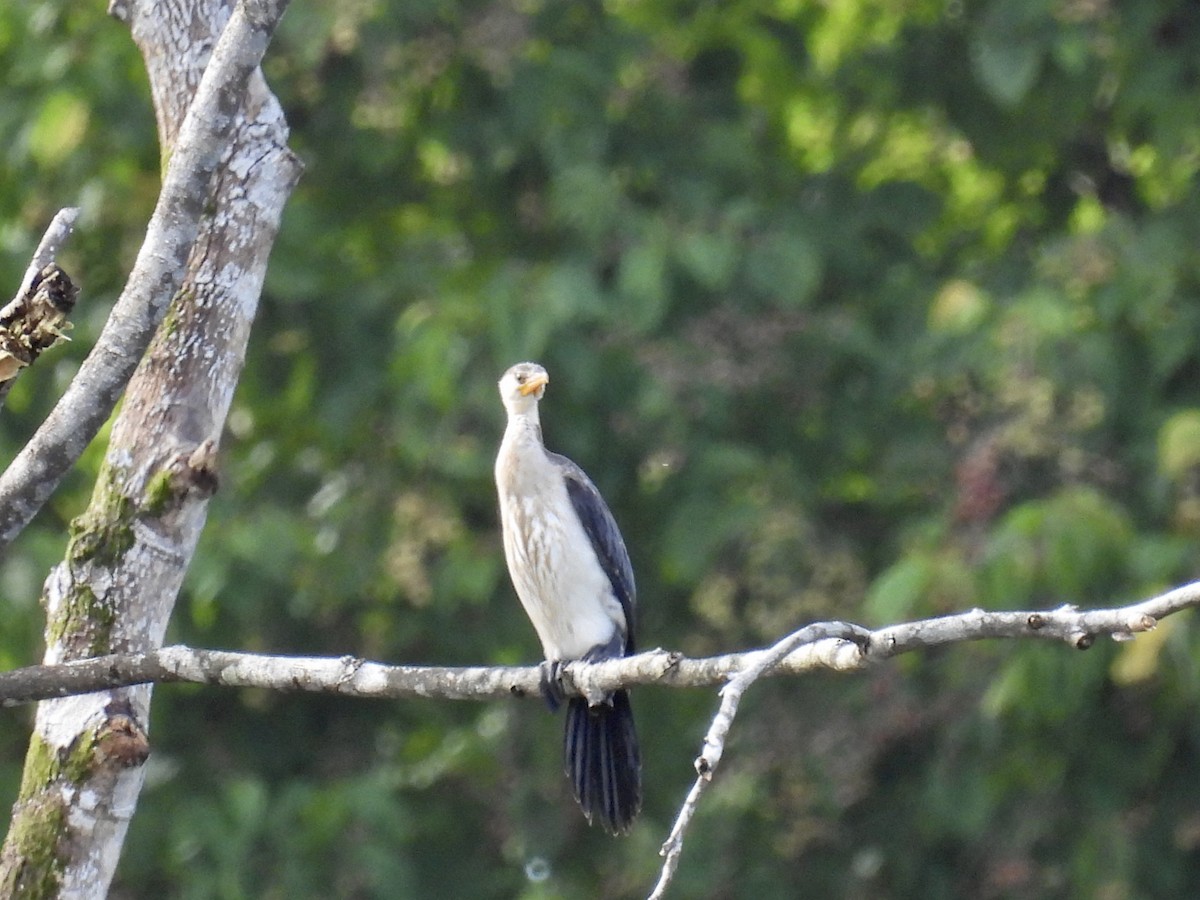 Little Pied Cormorant - ML336399511