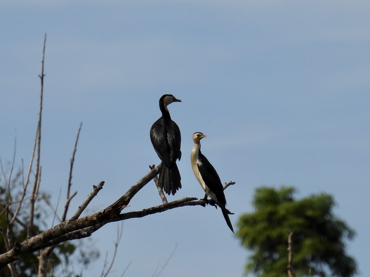 Little Pied Cormorant - ML336399561