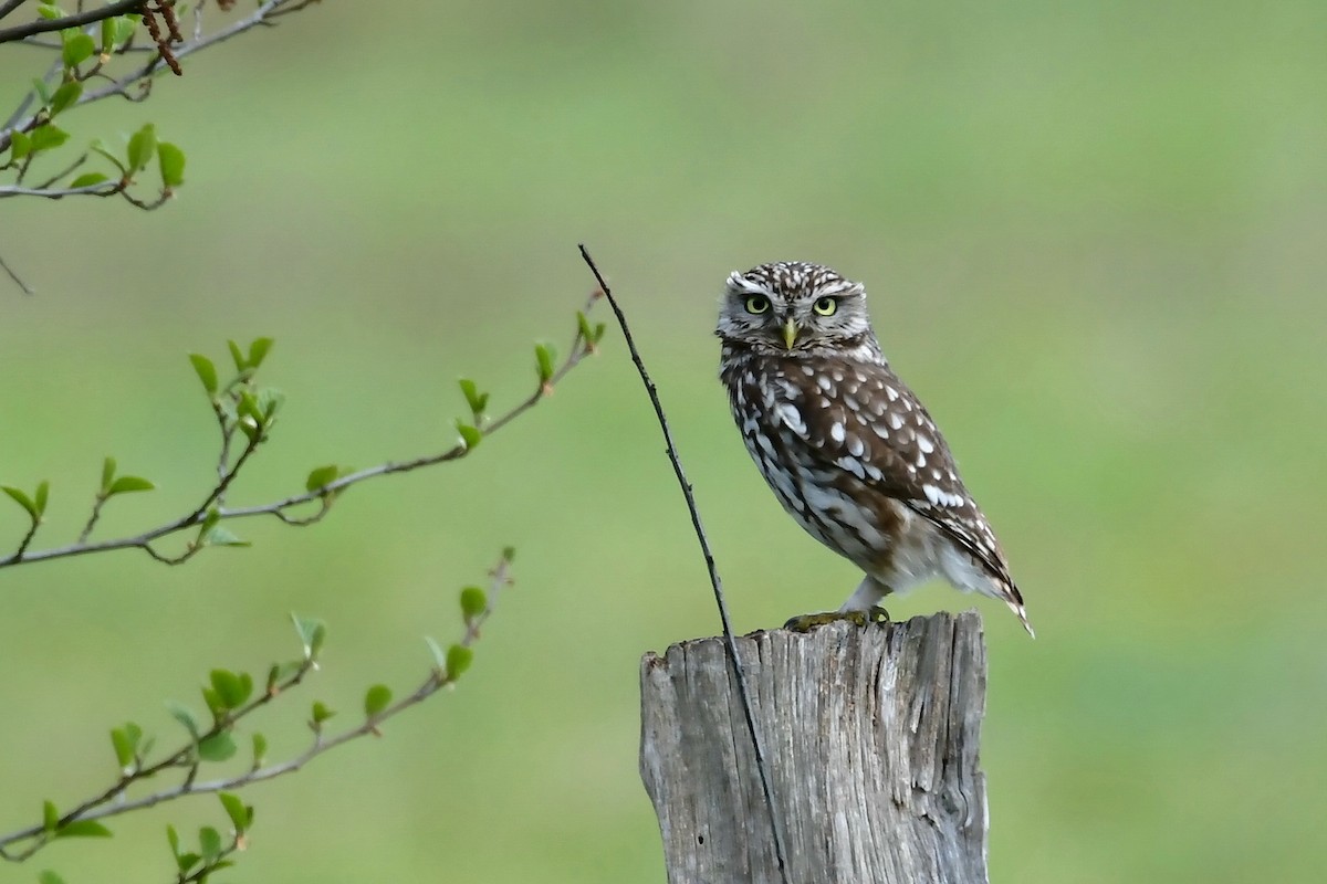 Little Owl - ML336399571