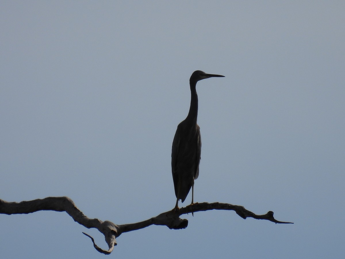 White-faced Heron - ML336400021