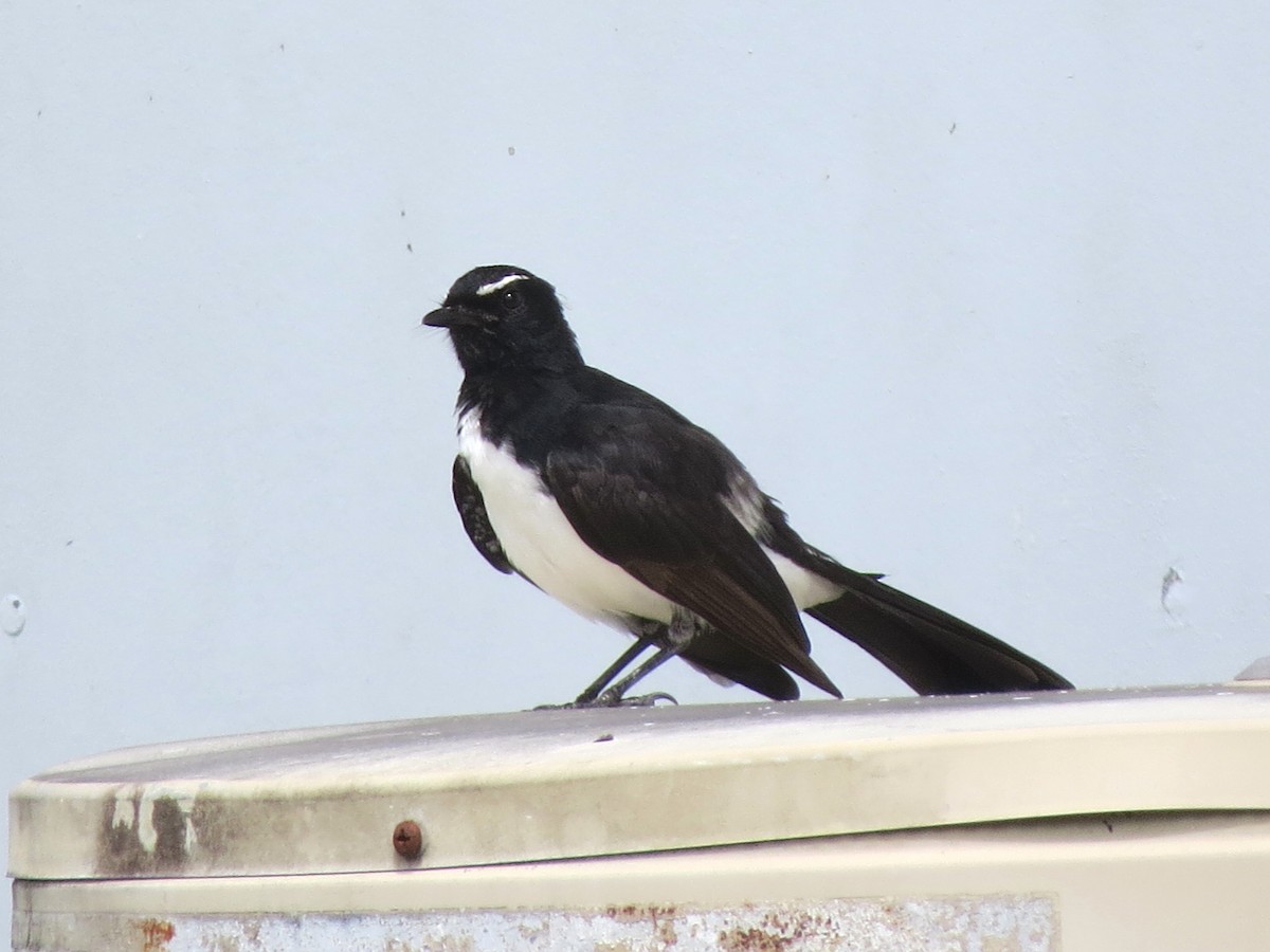 Willie-wagtail - Rainer Seifert