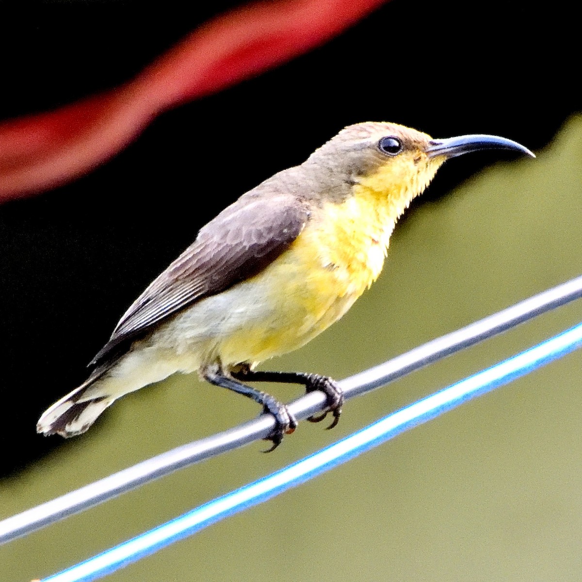 Purple Sunbird - ML336400641