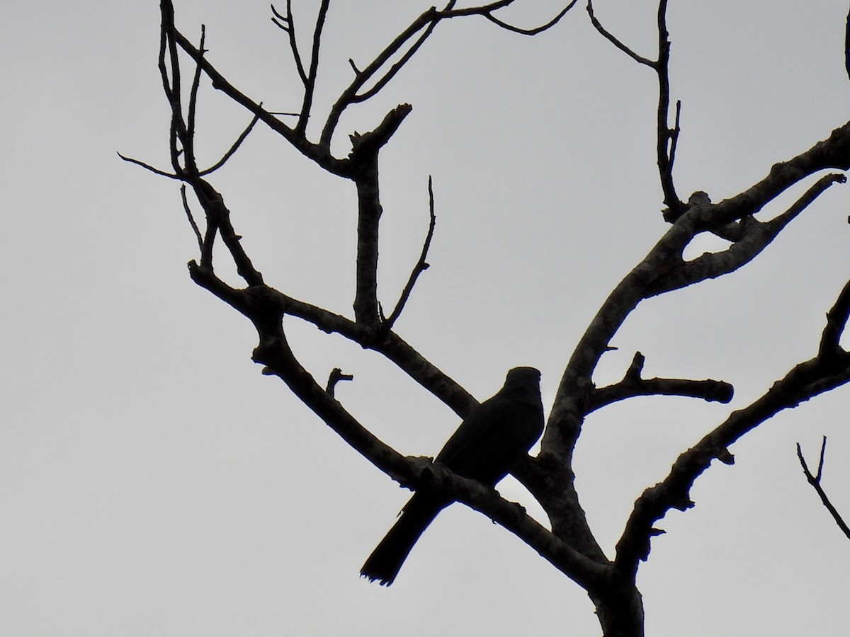 South Melanesian Cuckooshrike - ML336400881