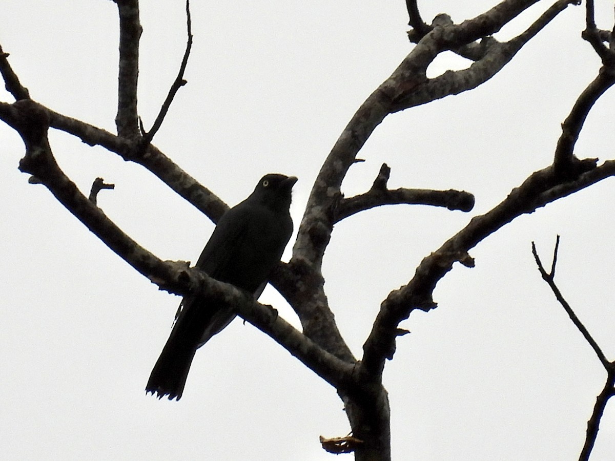 South Melanesian Cuckooshrike - ML336400891