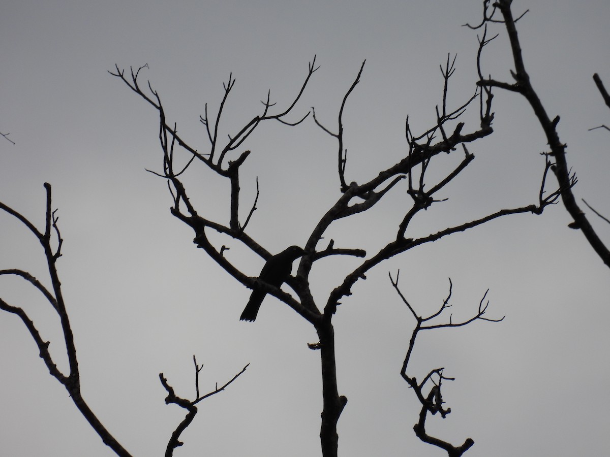 South Melanesian Cuckooshrike - Mayumi Green