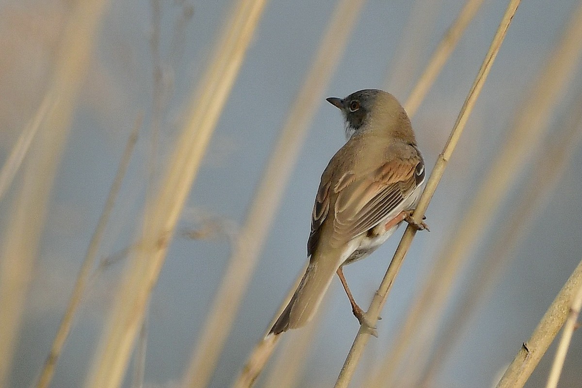 Greater Whitethroat - ML336401151