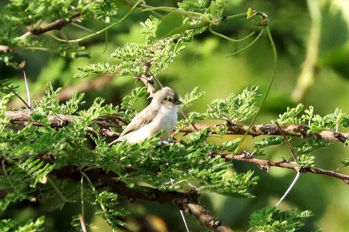 Mouse-colored Penduline-Tit - ML336401491